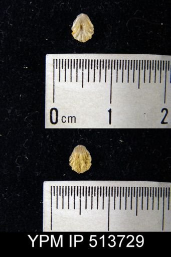 undet. Camarotoechiidae