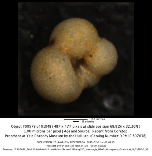 undet. Foraminiferida