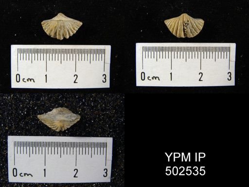 Spiriferina cristata
