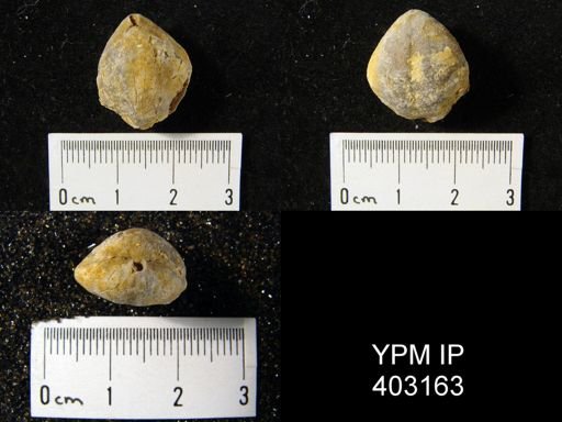 Composita trinuclea