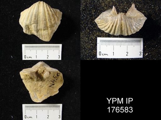 Spiriferella keilhavii