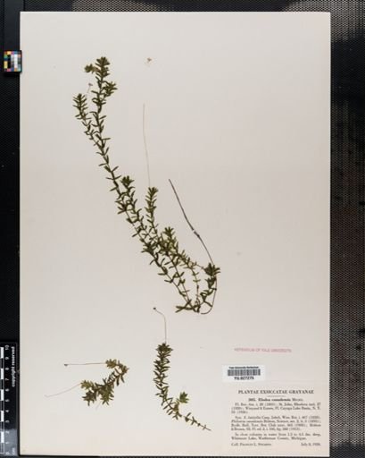Elodea canadensis