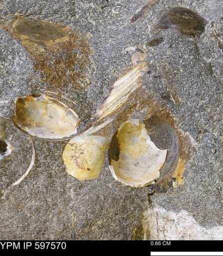 Protocardia sp.