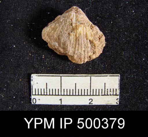 undet. Spiriferoidea