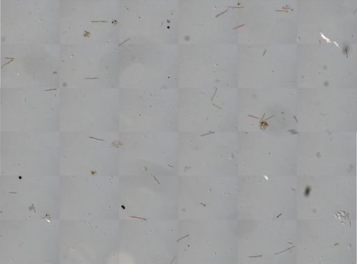 Agelas sceptrum