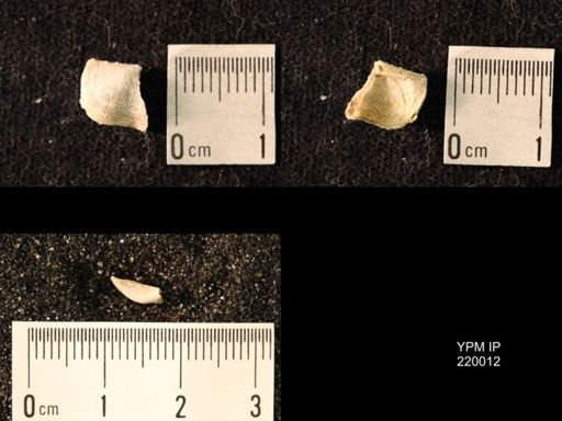 Chonetes sp.