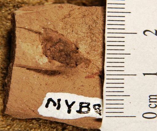 Coniferites conicus