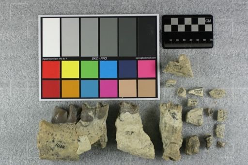 Subhyracodon sp.