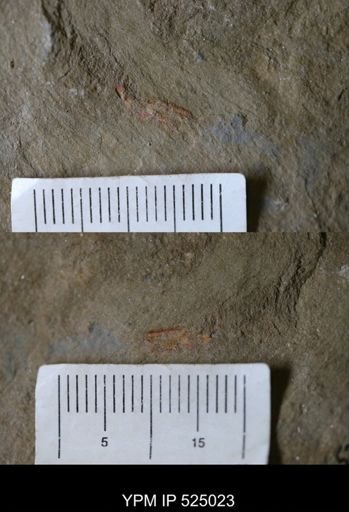 undet. Porifera