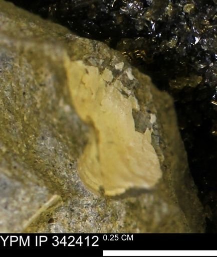 undet. Mollusca