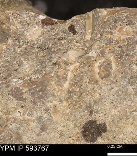 Baculites sp.
