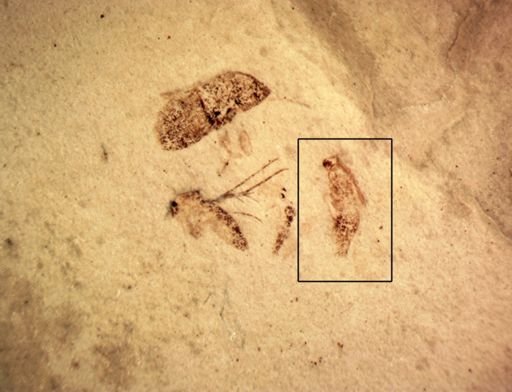 undet. Staphylinidae