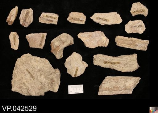 undet. Actinopterygii