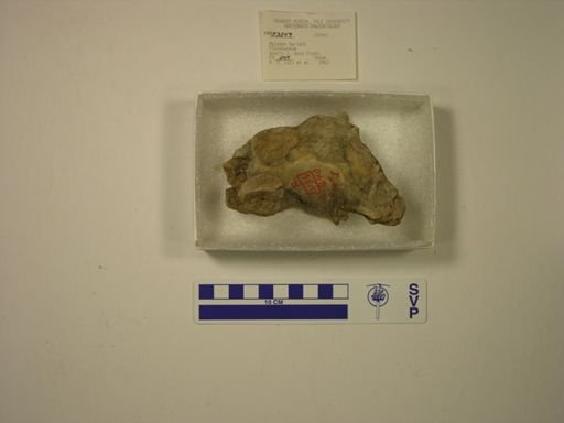 Mylodon harlani