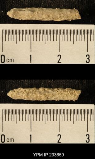 Archaeocidaris sp.