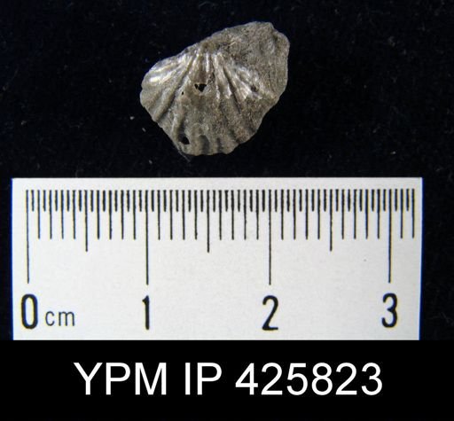 Atrypida