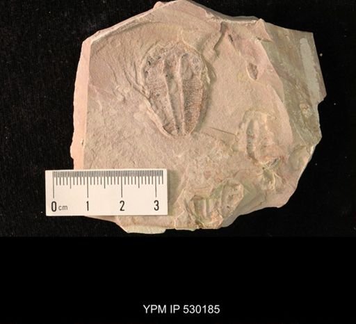 Elrathia kingi