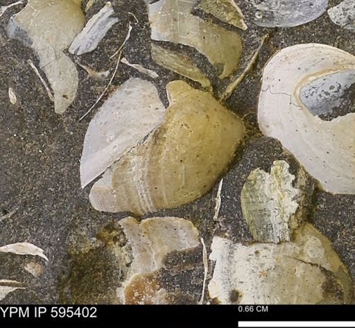 Protocardia sp.