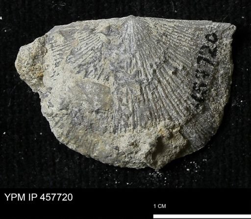 Strophodonta sp.