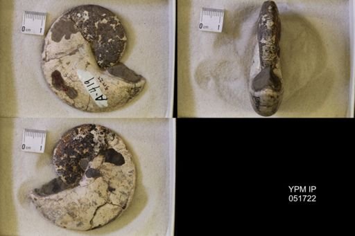 Hoploscaphites nicolletii