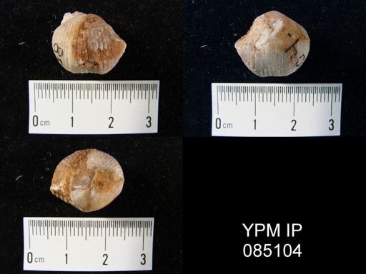 Uncinulus wilsoni