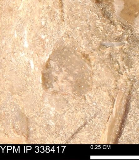undet. Mollusca