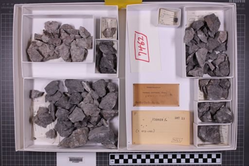 mixed taxa, stratigraphic collection