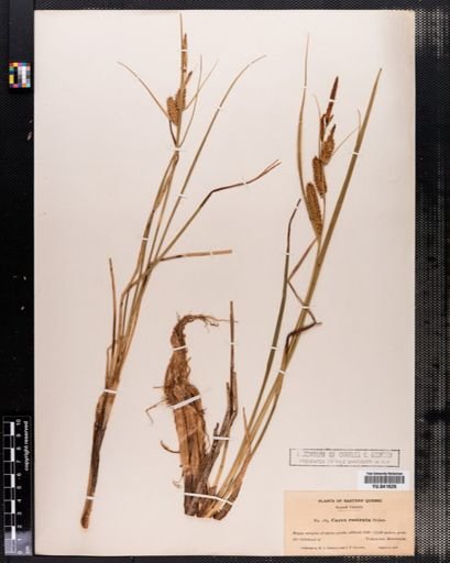 Carex rostrata