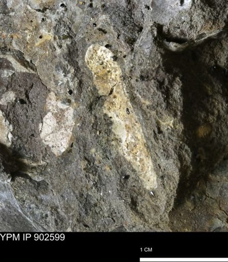 undet. Bivalvia