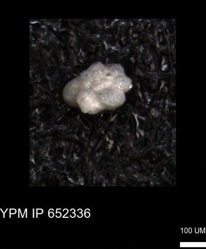 undet. Rugoglobigerinidae