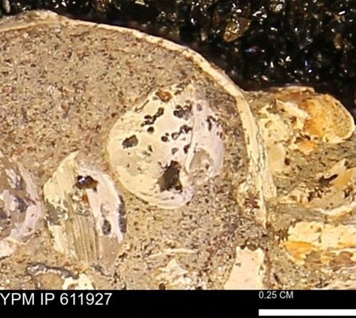 Protocardia subquadrata