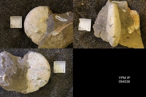 Hoploscaphites birkelundi