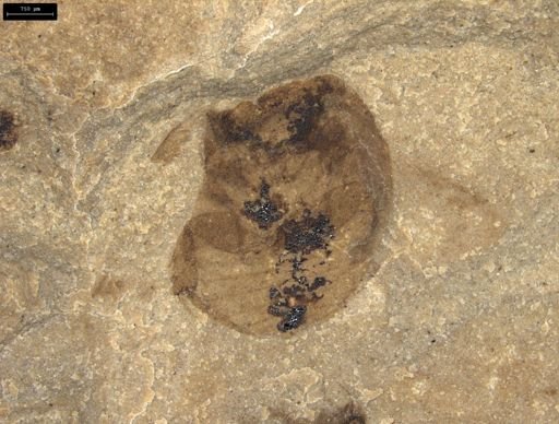 undet. Coleoptera
