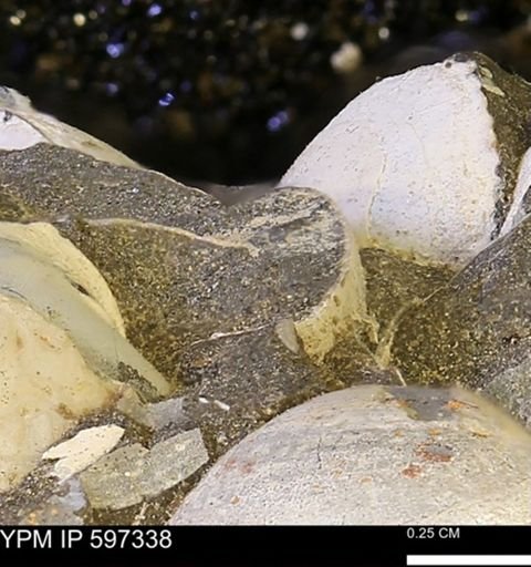Limopsis striatopunctatus