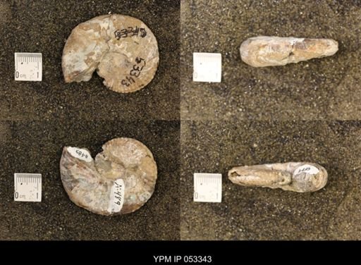Discoscaphites conradi