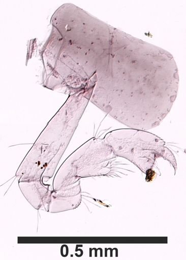 Hyalella cf. azteca