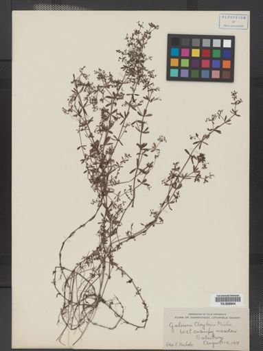 Galium tinctorium