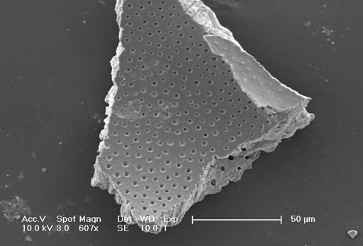 Globorotalia menardii