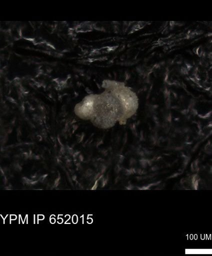 undet. Rugoglobigerinidae