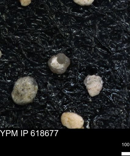 undet. Foraminiferida