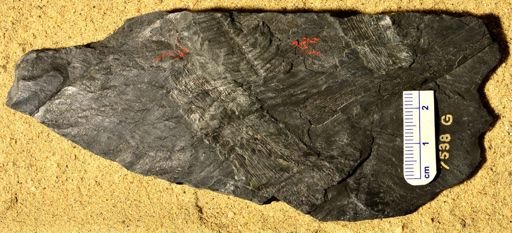 Pecopteris sp.