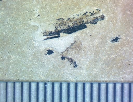 undet. Formicidae