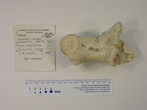 Teleoceras fossiger