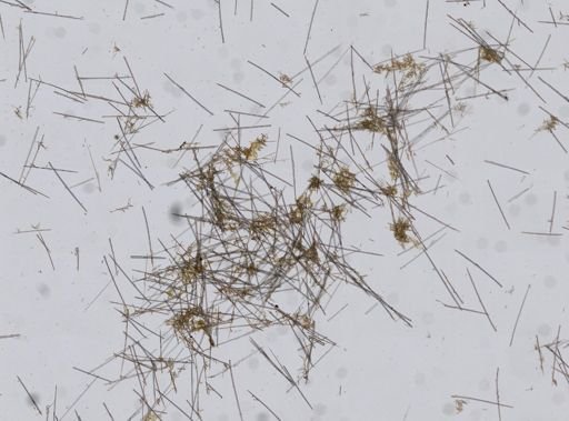 Suberites sp.