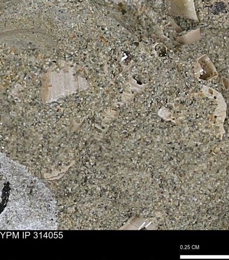 undet. Scaphopoda