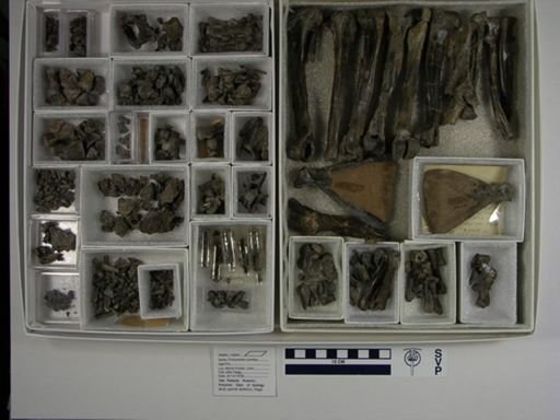 Protoreodon pumilus