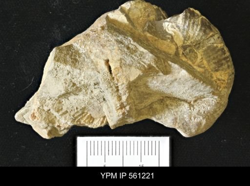 Scaphites sp.