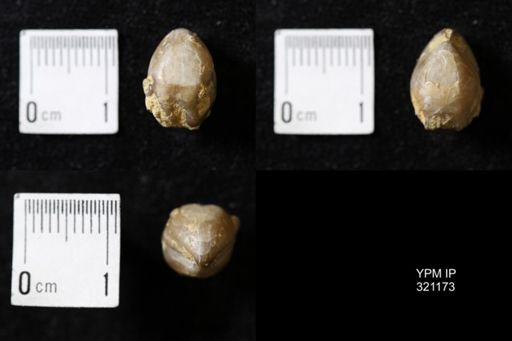 Dielasma turgida