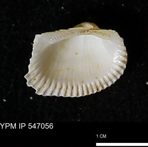 Scapharca transversa
