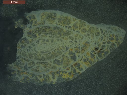 Paraschwagerina acuminata